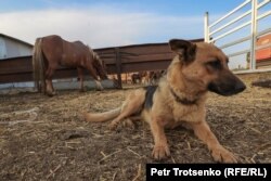 Анатолий Горбачевтың жылқы фермасында. Чеботарево ауылы, Батыс Қазақстан облысы, 28 тамыз 2021 ж.