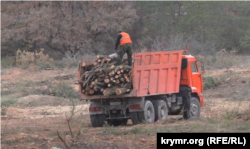 Вирубка дерев біля Севастополя для будівництва траси Таврида