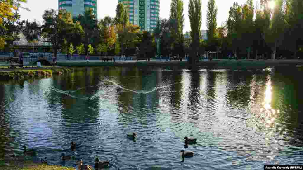 А дикі качки заради цього краяли водну поверхню