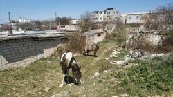 Біля гаражів серед куп сміття щипають травичку коні