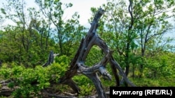 Мертве дерево, наче лісове чудовисько