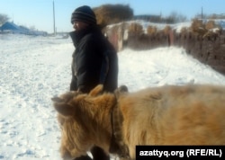 Өгіз жегіп, қамыс шабуға кетіп бара жатқан ауыл тұрғыны. Ақтөбе облысы, 19 ақпан 2012 жыл. (Көрнекі сурет)