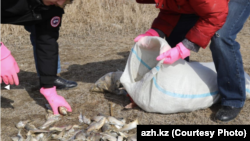 Жайық өзенінен өлі балық тазартуға көмектесіп жатқан тұрғындар. Сурет "Ақжайық" басылымының сайтынан алынған.
