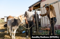 Ağcabədidə heyvandarlıq bazarı