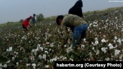 Beynəlxalq qadağana baxmayaraq türkmən uşaqları pambıq yığmağa məcbur edirlər