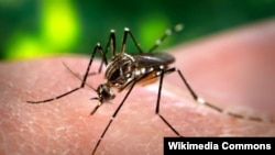 Комар роду Aedes є переносником лихоманки денге, чікунгунья, жовтої лихоманки, вірусу Зіка і деяких інших