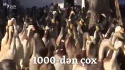 1000-dən çox iş yeri açıldı - ördəklər üçün