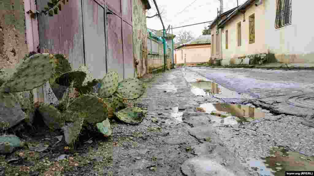 Характерний для південнобережних місць Криму дикий кактус можна зустріти і в Сімферополі