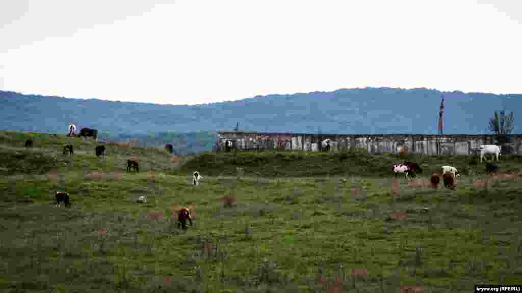 Великі пасовища Байдарської долини