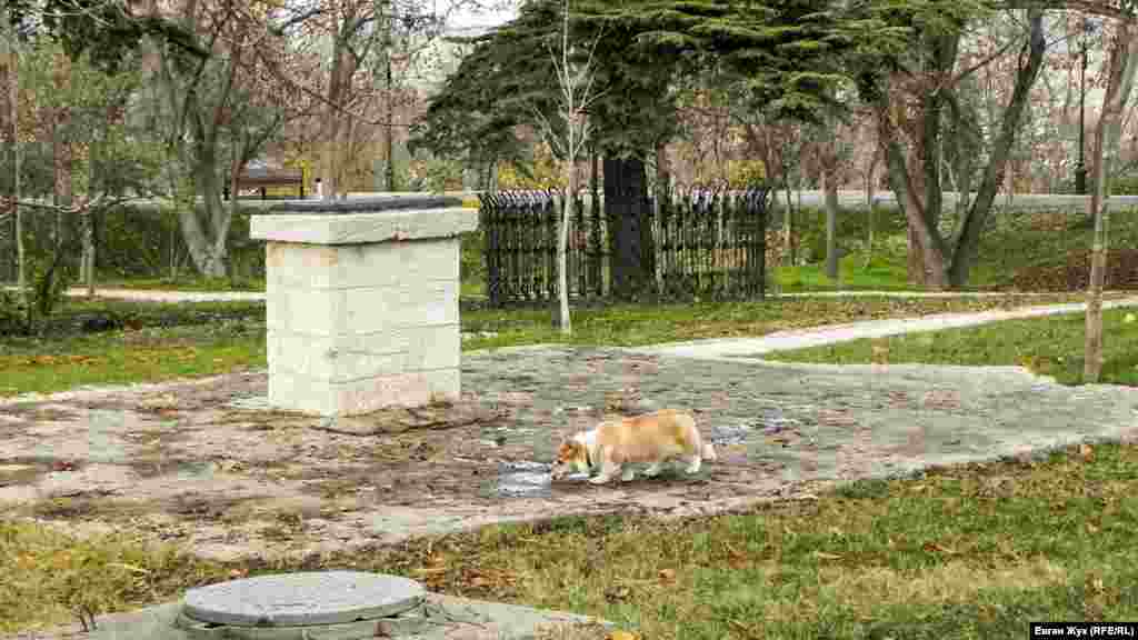 Домашній собака п&#39;є воду з калюжі &ndash; днями в Севастополі пройшли дощі