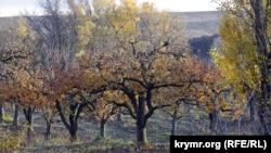 Яблуневий сад в Бахчисарайському районі