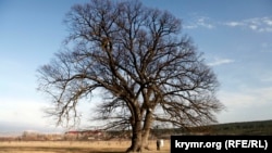 Дуб Дёрт Къардашлар («Чотири брати») у Білогірську, архівне фото