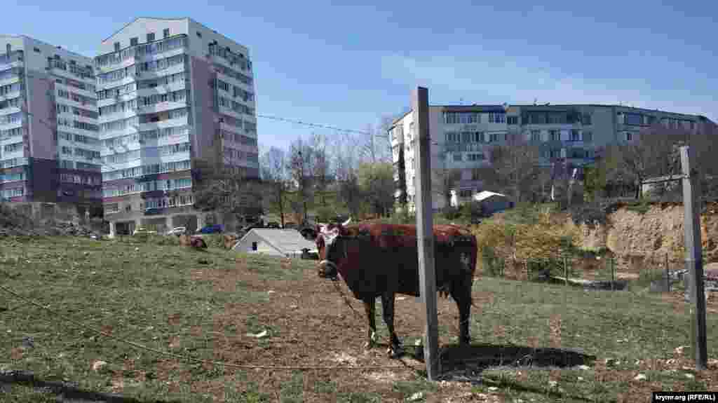 Поруч із багатоповерховими будинками пасуться корови. Незабудованих ділянок, на яких поки росте трава, майже не залишилося